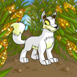 Corn Field Background